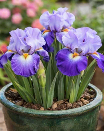 🔥Hot Sale🔥-💐Iris Bulbs🌸