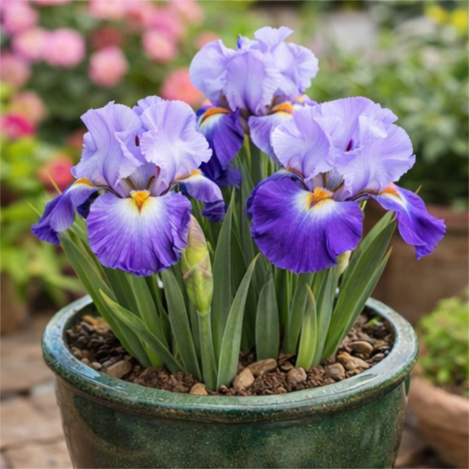 🔥Hot Sale🔥-💐Iris Bulbs🌸
