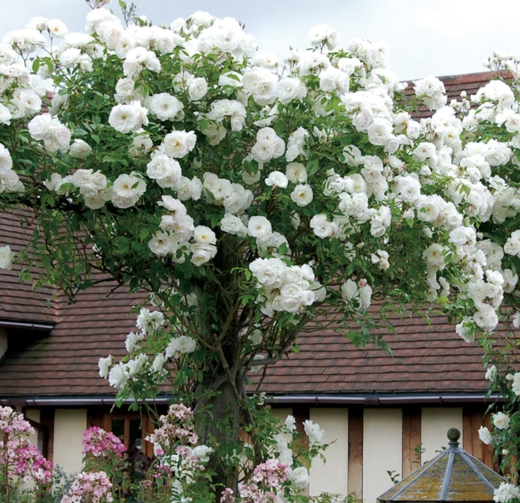 White Climbing Rose Seeds
