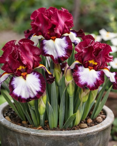 🔥Hot Sale🔥-💐Iris Bulbs🌸