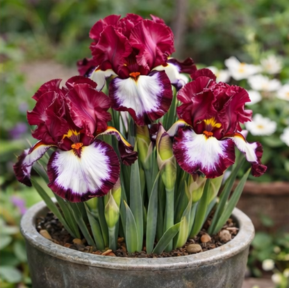🔥Hot Sale🔥-💐Iris Bulbs🌸