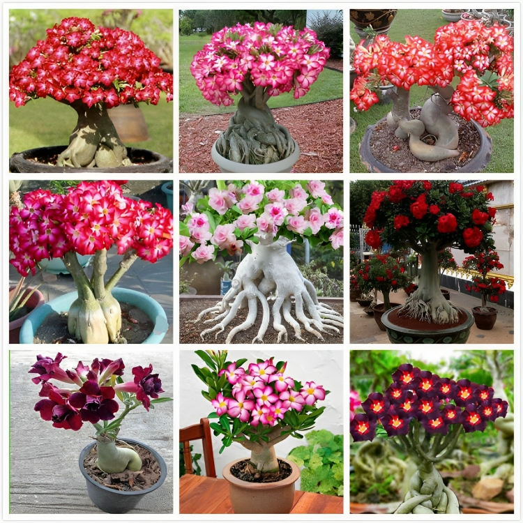 ✨Desert Rose Seeds🌹Heat-Resistant✨