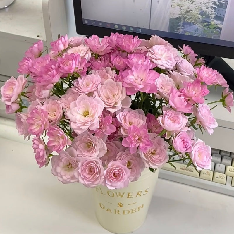 🌹Spray Rose Seeds · Multi-Bloom Elegance ✨