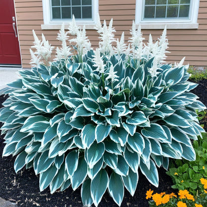 🍃 Exclusive Hosta Bulbs – Unique Foliage, Effortless Beauty