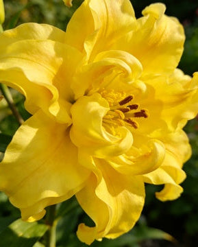 🌸56% OFF Romantic Double Lily Bulbs🌼