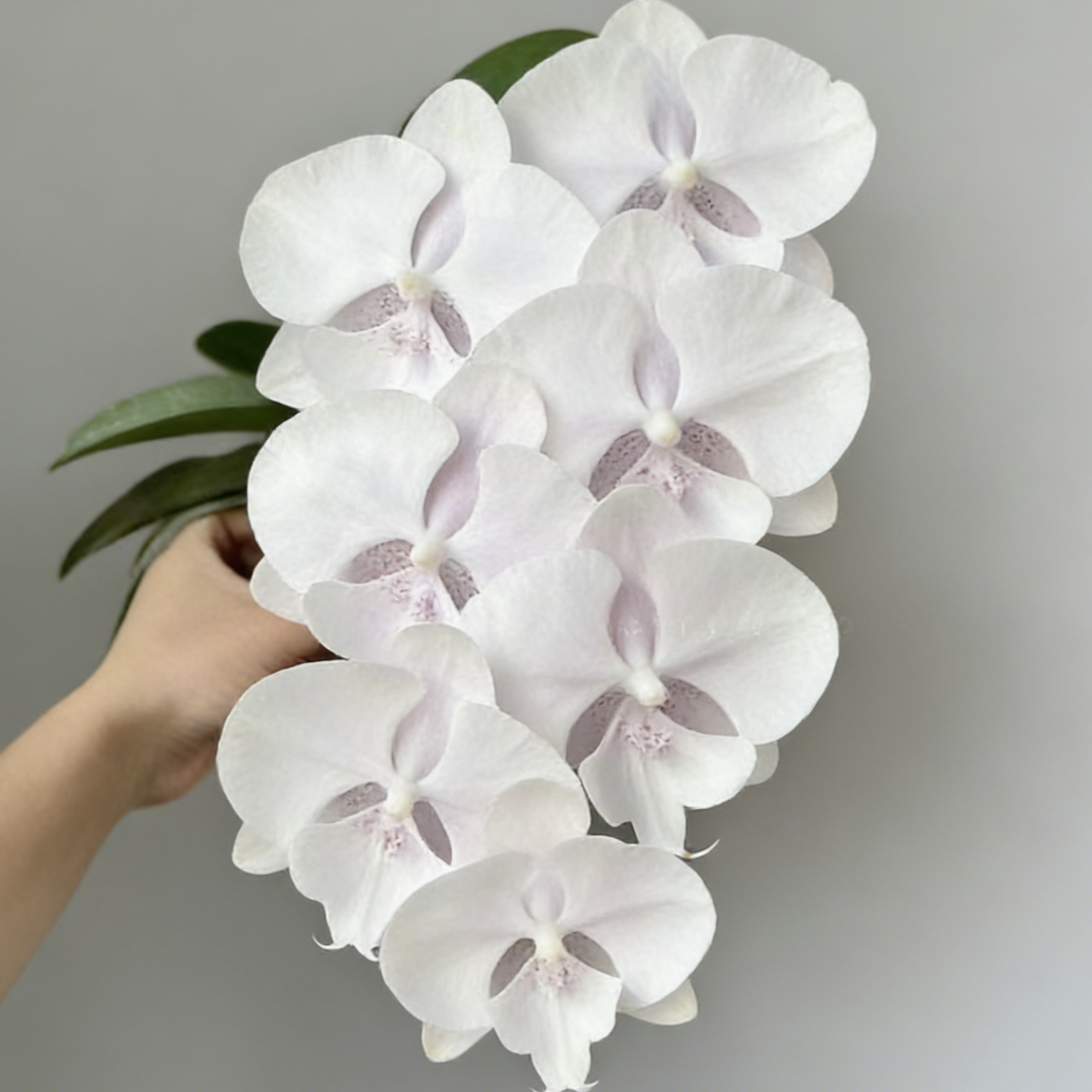 🎁2026 Must Plant🌺Premium Phalaenopsis Orchid Seeds✨