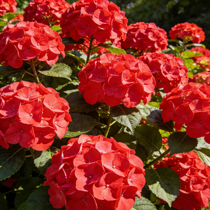 🔥New Arrivals🌸Hydrangea Seeds of Bliss☁️✨