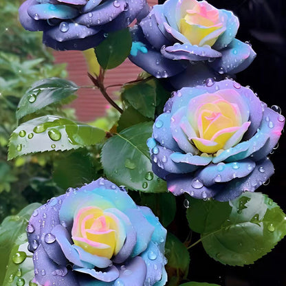 Western Mandala Lancaros Rose