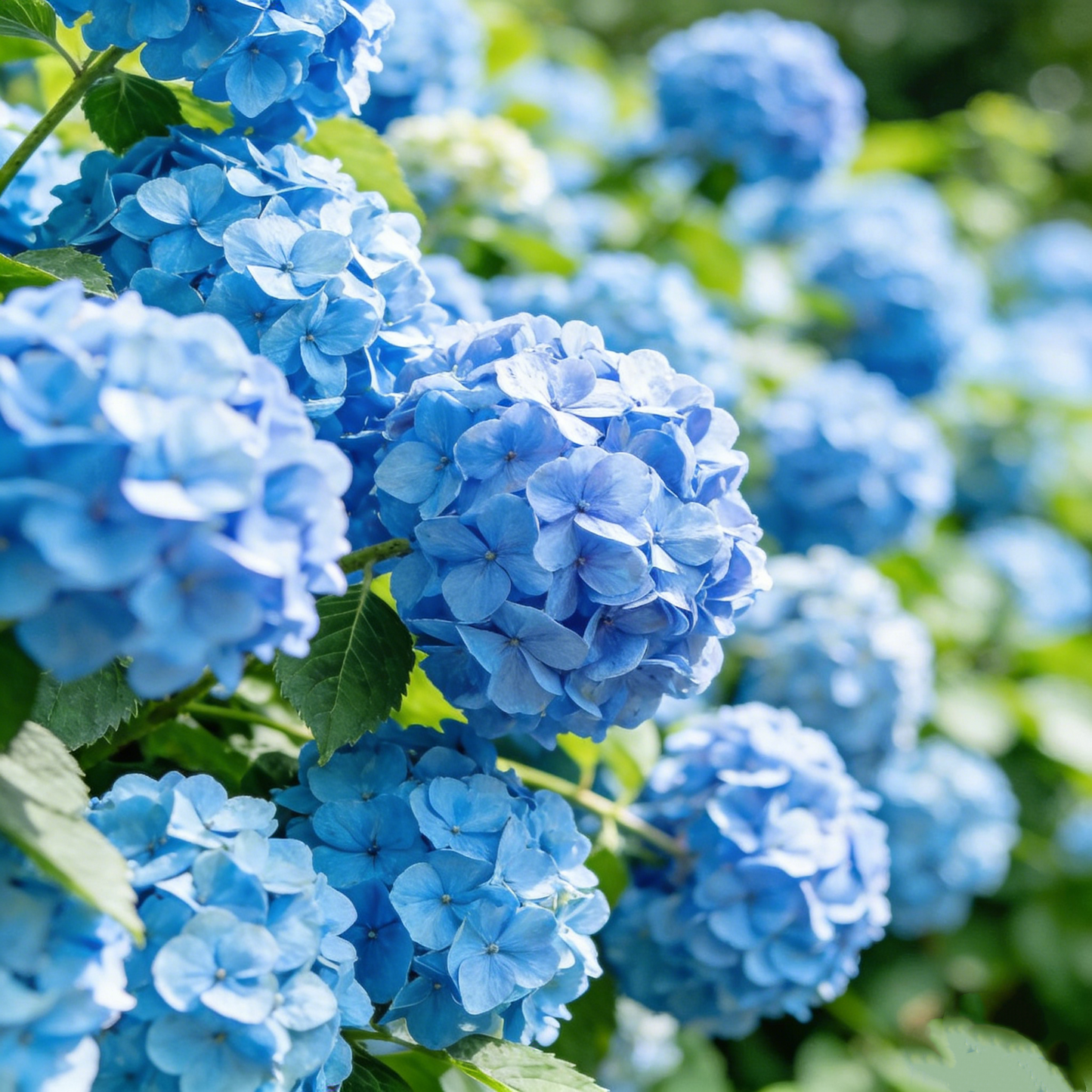 🔥New Arrivals🌸Hydrangea Seeds of Bliss☁️✨