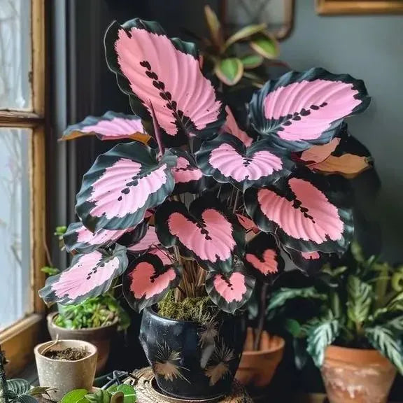 🌱 Rare Giant Hosta Bulbs – Lush, Tall & Shade-Loving Garden Beauty