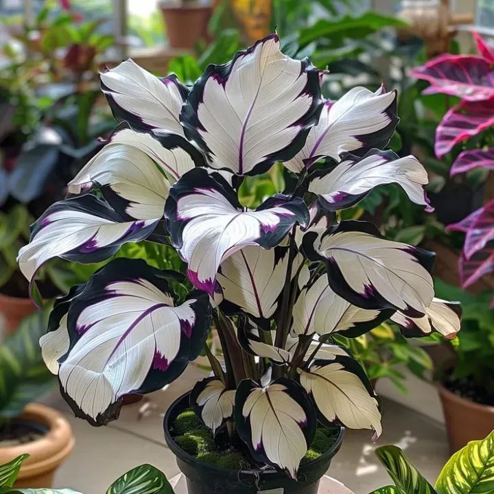 🌱 Rare Giant Hosta Bulbs – Lush, Tall & Shade-Loving Garden Beauty