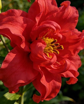 🌸56% OFF Romantic Double Lily Bulbs🌼