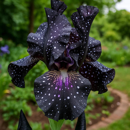 ⚜️Signature Tall Bearded Iris – Premium Garden Edition⚜️