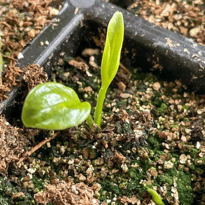 🌿Garden Favorite Hosta Bulbs – Rare & Beautiful Perennial Flowering Plants🎁