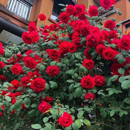 56% OFF✨Rare Climbing Rose Seeds🌹