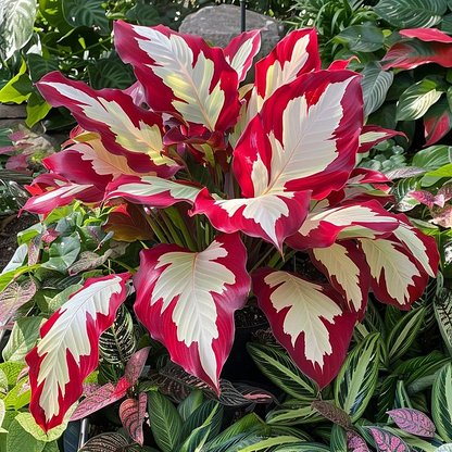 🌿Garden Favorite Hosta Bulbs – Rare & Beautiful Perennial Flowering Plants🎁