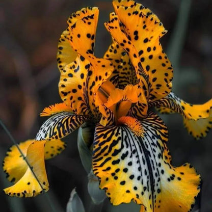 ⚜️Signature Tall Bearded Iris – Premium Garden Edition⚜️
