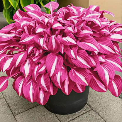 🍃 Exclusive Hosta Bulbs – Unique Foliage, Effortless Beauty