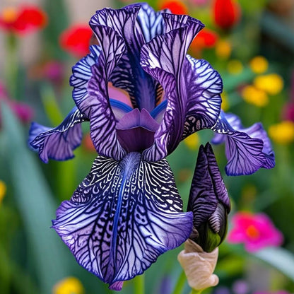 ⚜️Signature Tall Bearded Iris – Premium Garden Edition⚜️