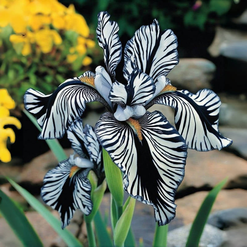 ⚜️Signature Tall Bearded Iris – Premium Garden Edition⚜️