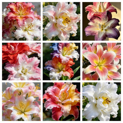 🌸56% OFF Romantic Double Lily Bulbs🌼