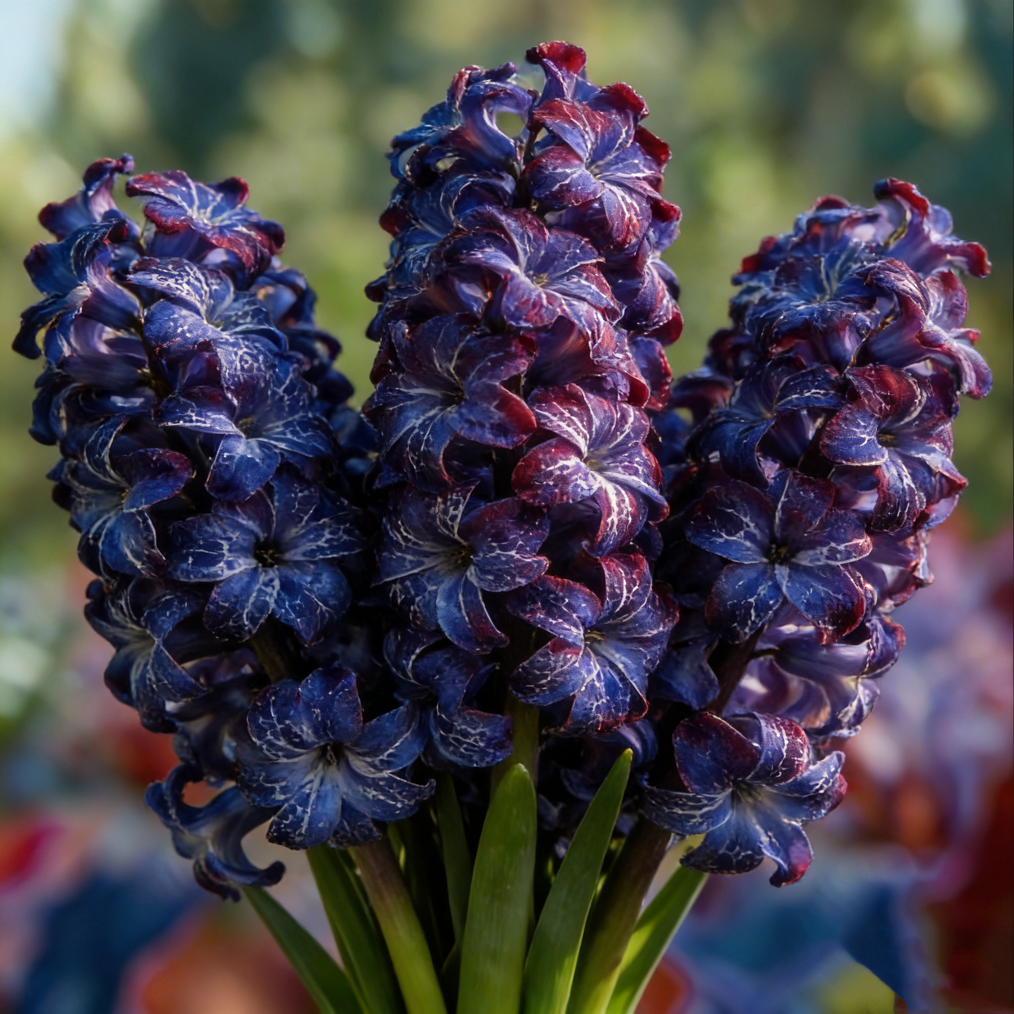 🌟New Arrival🌷Premium Hyacinth Bulbs – Fragrant Color Mix✨