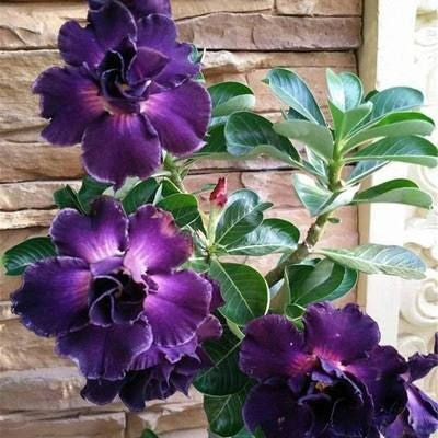 ✨Desert Rose Seeds🌹Heat-Resistant✨