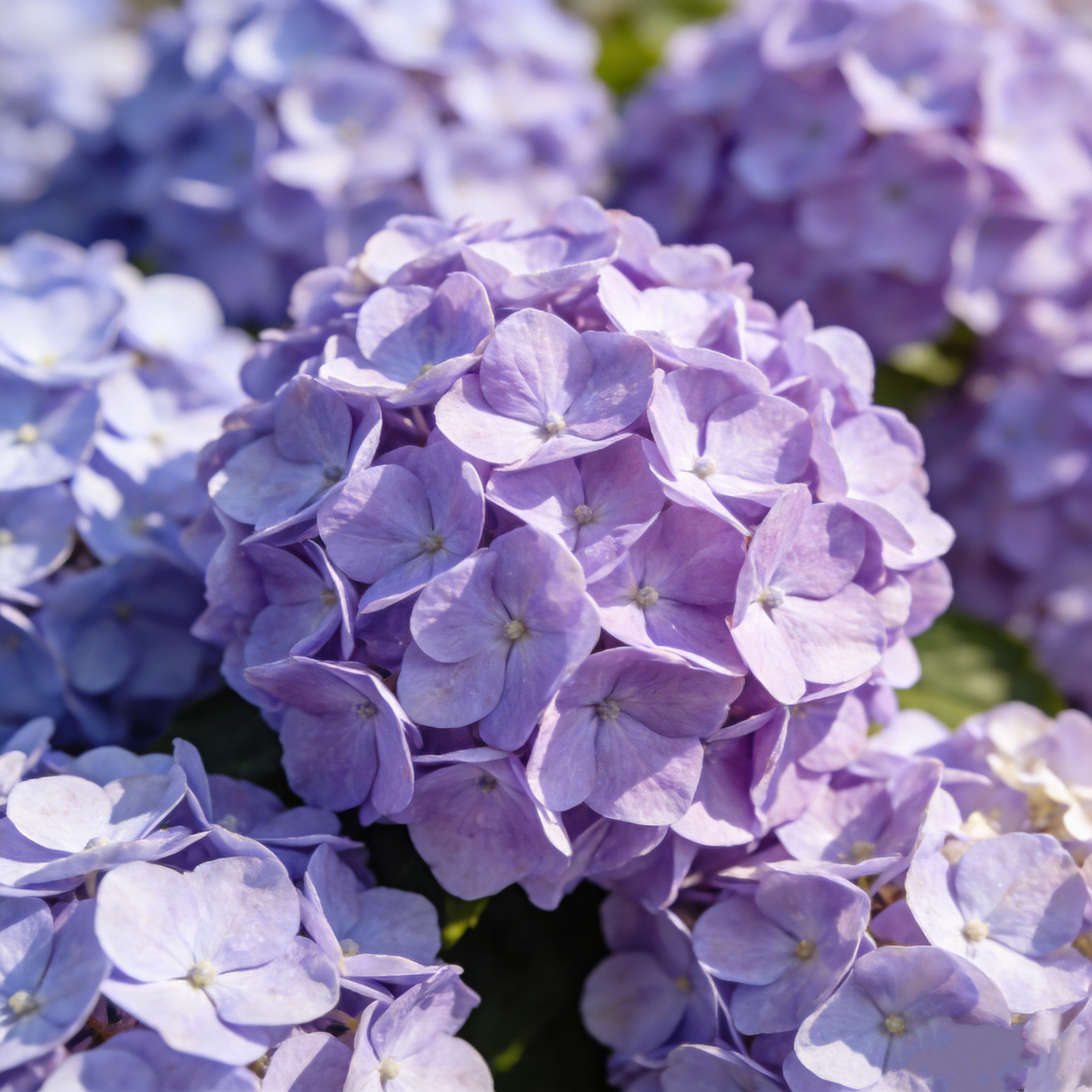 🔥New Arrivals🌸Hydrangea Seeds of Bliss☁️✨