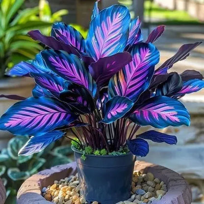 🌱 Rare Giant Hosta Bulbs – Lush, Tall & Shade-Loving Garden Beauty