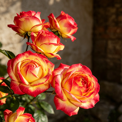 🌹Gradient Pearl Roses Seeds – Multi/Two-Tone Bloom Magic🌈