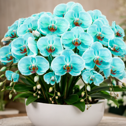 🎁2026 Must Plant🌺Premium Phalaenopsis Orchid Seeds✨