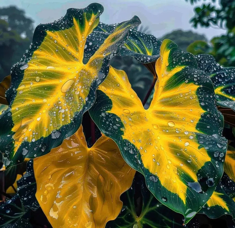 🎊 Giant Caladium Bulbs – Exotic Multicolor Foliage That Brightens Any Garden
