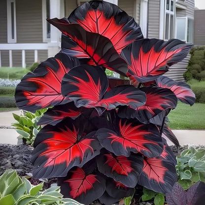 🎊 Giant Caladium Bulbs – Exotic Multicolor Foliage That Brightens Any Garden