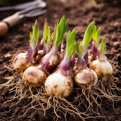 🍃 Exclusive Hosta Bulbs – Unique Foliage, Effortless Beauty
