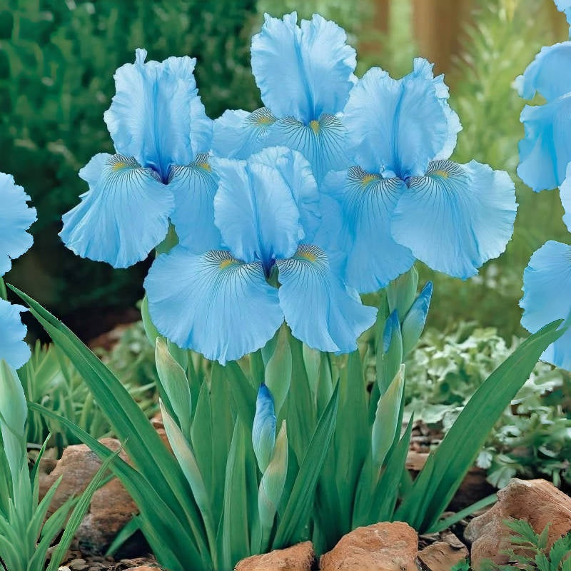 ⚜️Signature Tall Bearded Iris – Premium Garden Edition⚜️