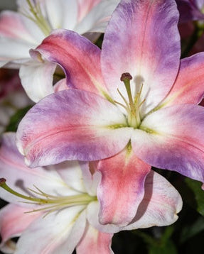 🌸56% OFF Romantic Double Lily Bulbs🌼