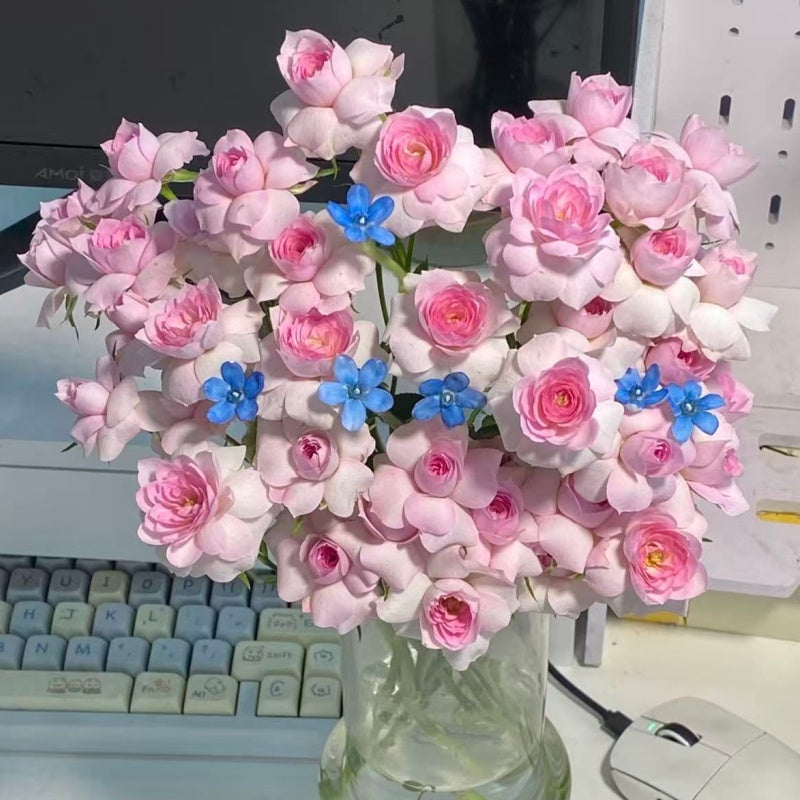 🌹Spray Rose Seeds · Multi-Bloom Elegance ✨