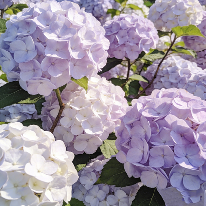 🔥New Arrivals🌸Hydrangea Seeds of Bliss☁️✨