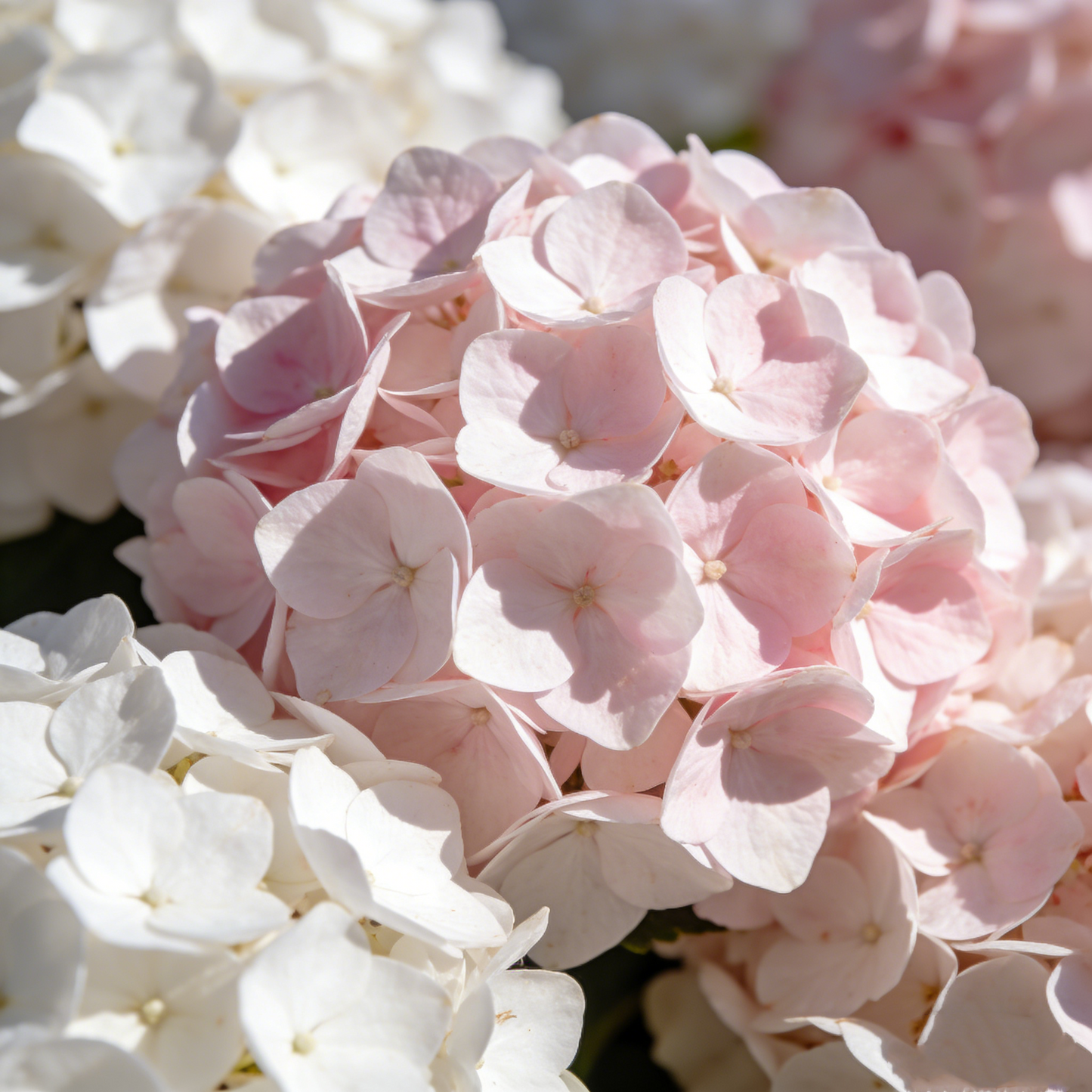 🔥New Arrivals🌸Hydrangea Seeds of Bliss☁️✨