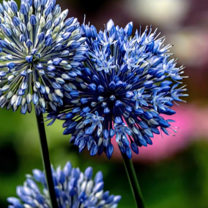 🌸 Premium Giant Allium Bulbs– Colorful Globe Blooms ✨