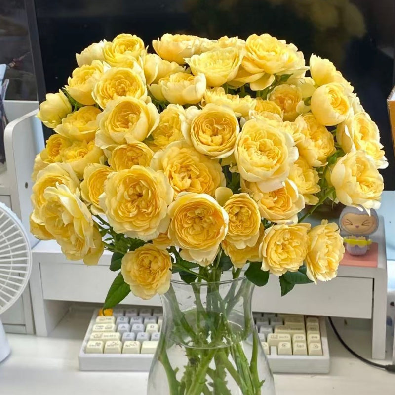 🌹Spray Rose Seeds · Multi-Bloom Elegance ✨