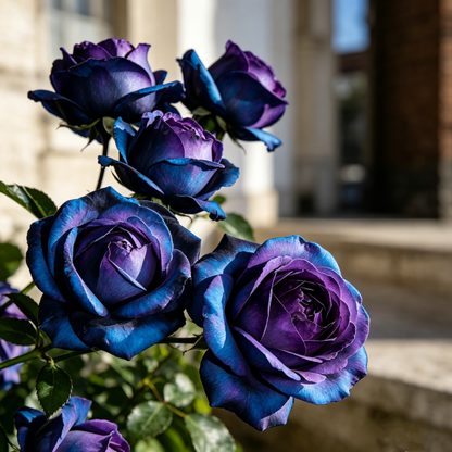 🌹Gradient Pearl Roses Seeds – Multi/Two-Tone Bloom Magic🌈