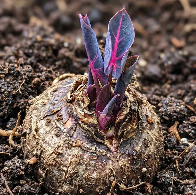 🎊 Giant Caladium Bulbs – Exotic Multicolor Foliage That Brightens Any Garden