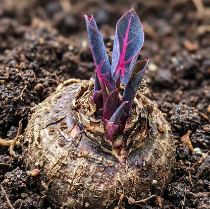 🎊 Giant Caladium Bulbs – Exotic Multicolor Foliage That Brightens Any Garden