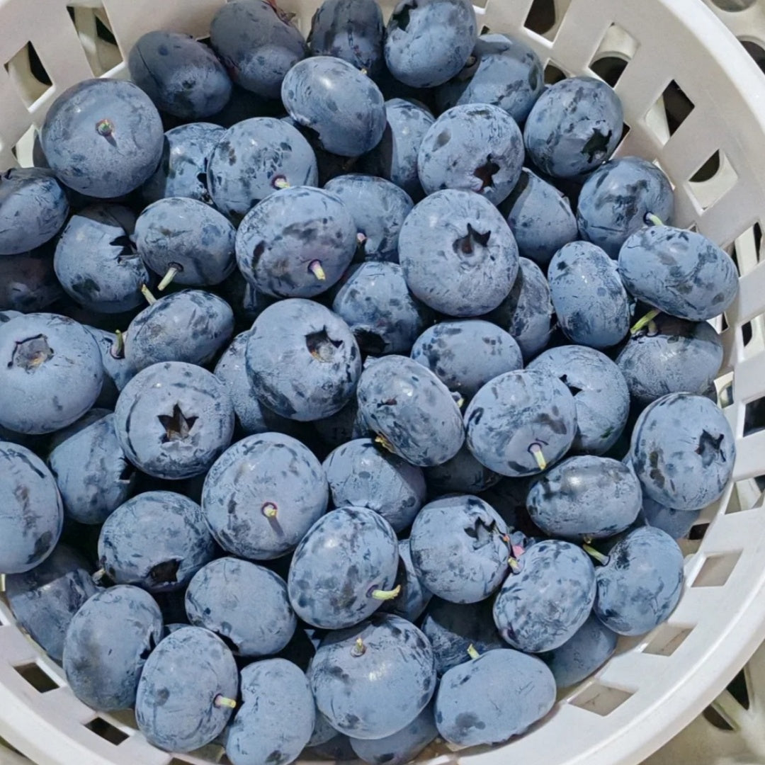 🫐 Giant Blueberry Seeds – Blue & Pink Variety Mix ✨