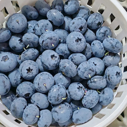 🫐 Giant Blueberry Seeds – Blue & Pink Variety Mix ✨