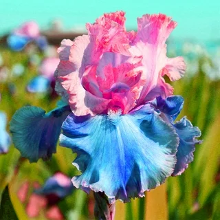 🌼Signature Iris Collection — Tall, Elegant & Unforgettable Blooms