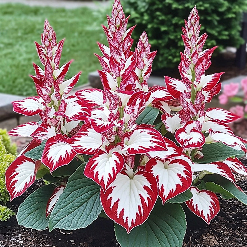 🍃 Exclusive Hosta Bulbs – Unique Foliage, Effortless Beauty