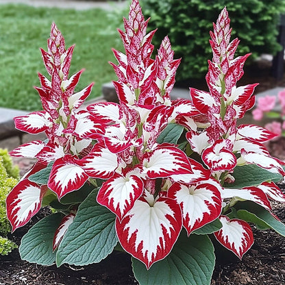 🍃 Exclusive Hosta Bulbs – Unique Foliage, Effortless Beauty