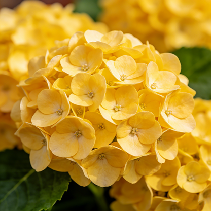 🔥New Arrivals🌸Hydrangea Seeds of Bliss☁️✨
